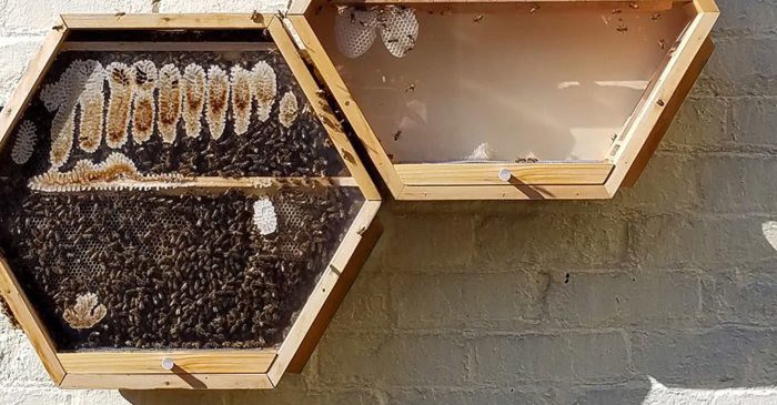 Beekeeping for Biodiversity and Income Generation