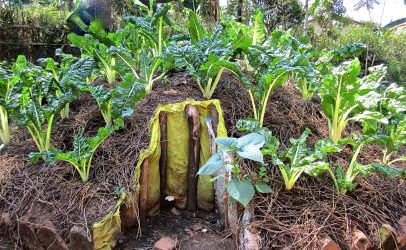 Nutritional gardens to improve diets at and beyond schools