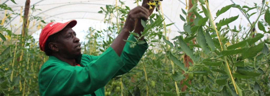 Kenya Market-led Horticulture Project