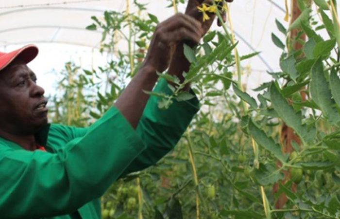 Kenya Market-led Horticulture Project