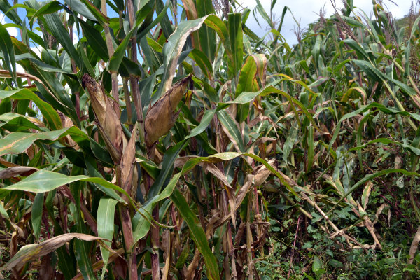 Maize failure an opportunity for other crops