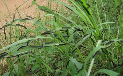 Armyworm Maize Attack: A Case for Sustainable Food Production Strategy in Zambia