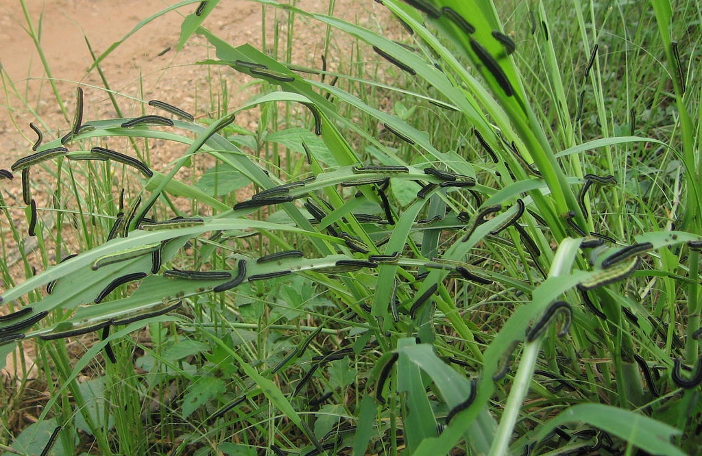 Armyworm Maize Attack: A Case for Sustainable Food Production Strategy in Zambia