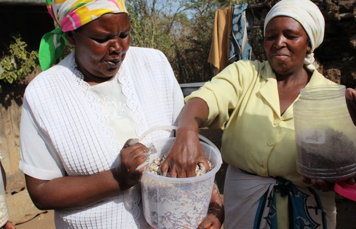 Ensuring farmer’s access to open source seeds systems in Kenya