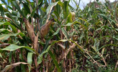 Zambia needs to say goodbye to the maize mono diet