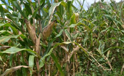 New Hivos and IIED film calls for life beyond maize in Zambia