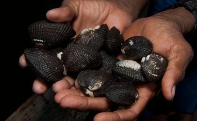 Shining a light on South Americas shellfish during earth hour
