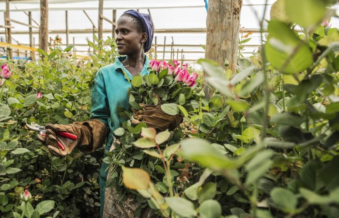 Flower farm workers are yet to benefit from the sector despite increased revenues