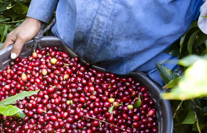 Hivos expands SAFE coffee program to Mexico