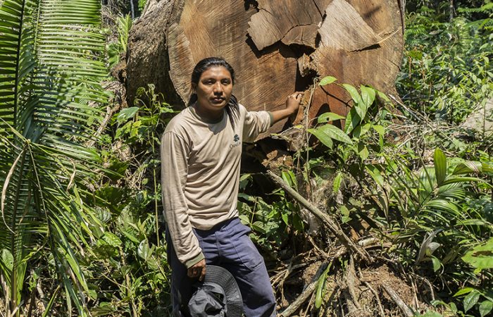 All Eyes on the Amazon: the future of protecting forests in Brazil