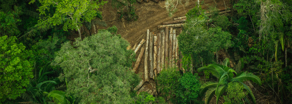 Deforestation Amazone Brazil