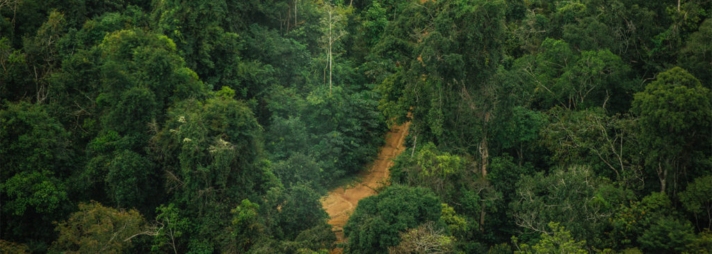 Deforestation Amazon Brazil