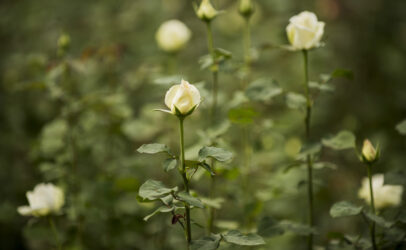 There is no silver bullet to improve plight of flower farm workers