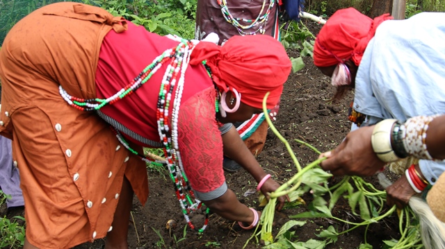 Planting seedlings at Seed Savers' bank.