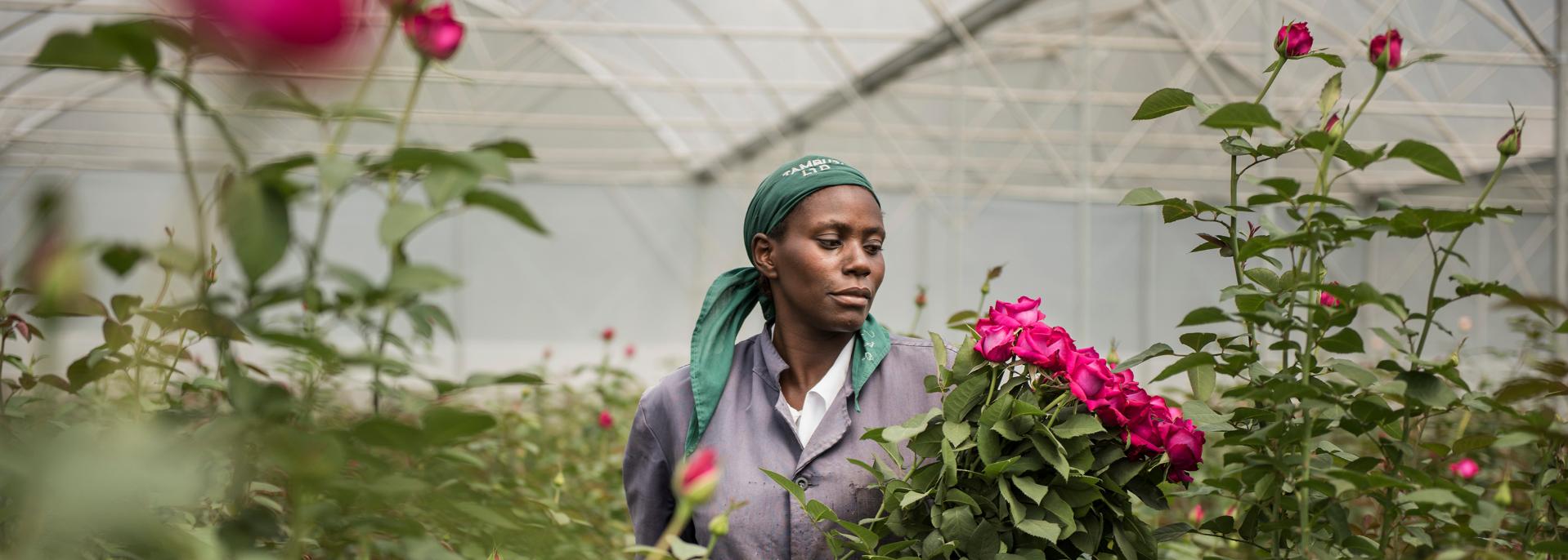 Implementing a living wage in the horticulture sector
