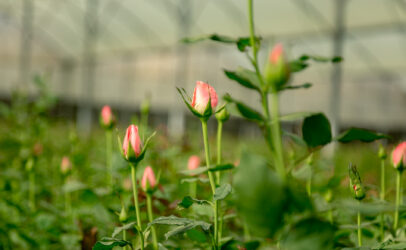 AWCFS: NOPE Uganda rolls out an initiative to twin schools with flower farms