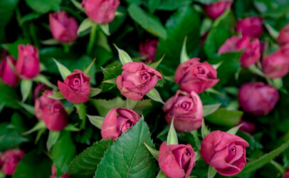 AWCFS: Initiative tipped to address gender inequalities in the cut flower industry