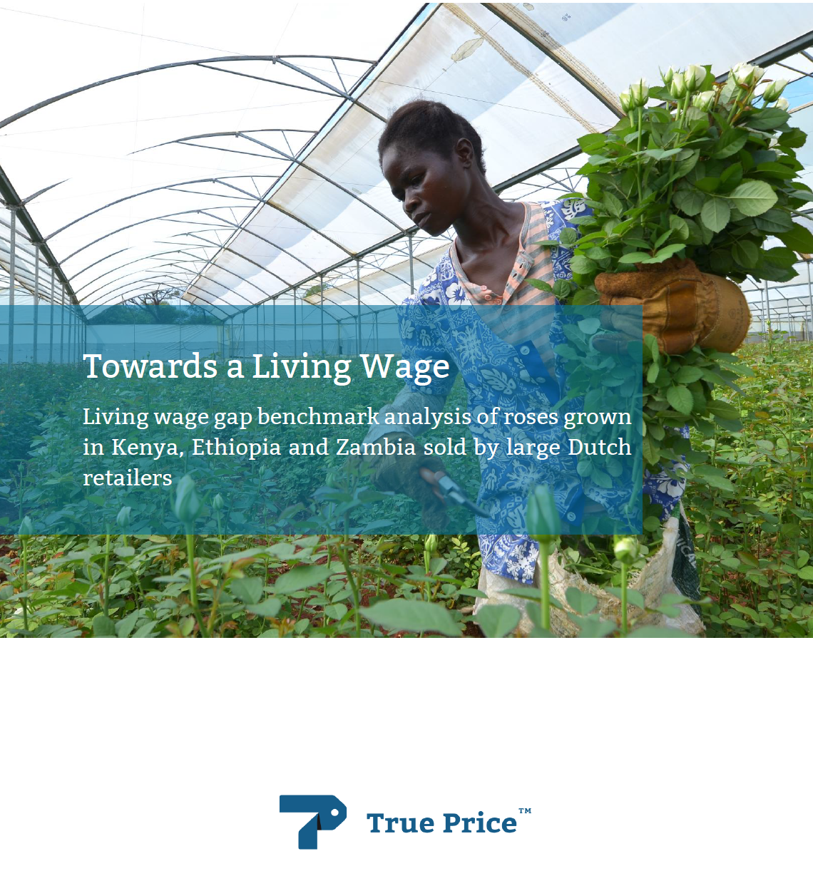 Towards a living wage – Gap benchmark analysis of roses grown in Kenya, Ethiopia and Zambia