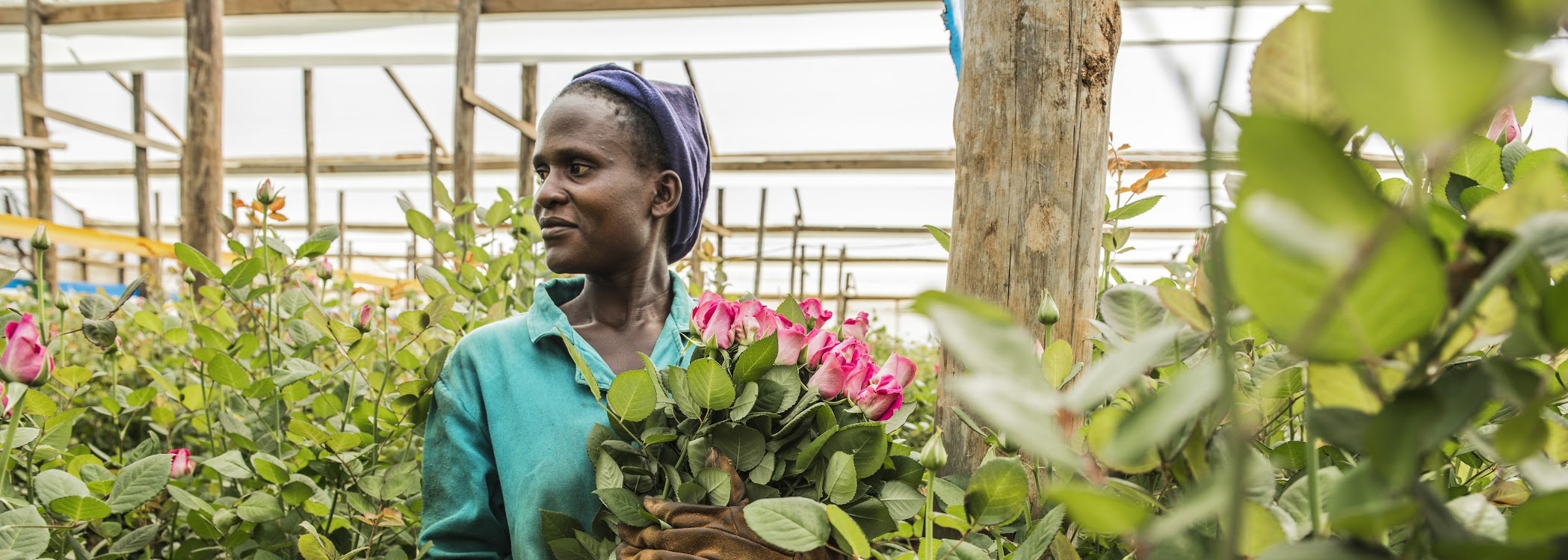 Blog: Flower farm workers are yet to benefit from the sector despite increased revenues