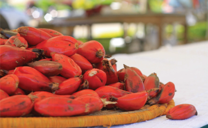 Protecting indigenous foods, preserving biodiversity – the solutions are in nature