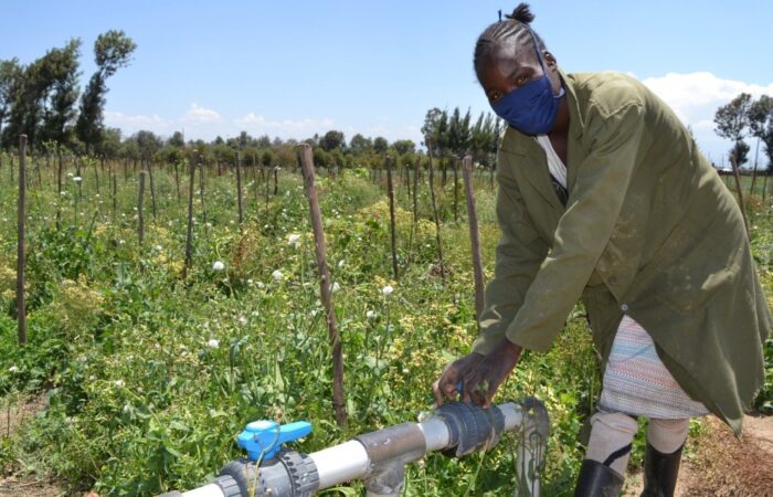 Soldering on despite setbacks in the Kenyan flower industry due Covid-19