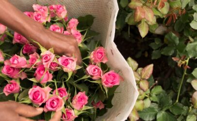 75,000 euros aid to cushion flower workers from COVID-19 effects