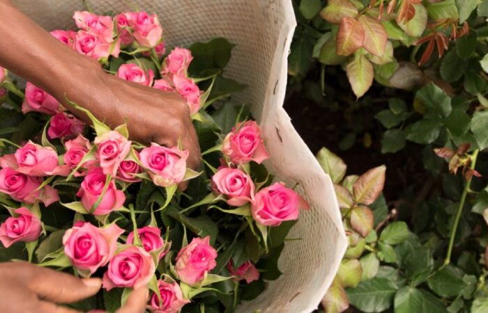 75,000 euros aid to cushion flower workers from COVID-19 effects