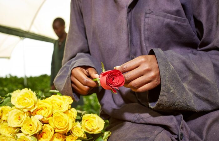 Bouquet of roses may cost more than salary of woman who grows them
