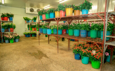 Resilience during COVID-19 at JP Cuttings flower farm