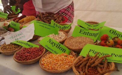 Diet champions in Uganda strive to improve access to quality indigenous vegetable seeds and knowledge