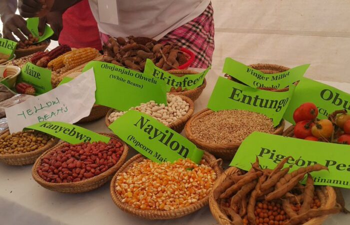 Diet champions in Uganda strive to improve access to quality indigenous vegetable seeds and knowledge