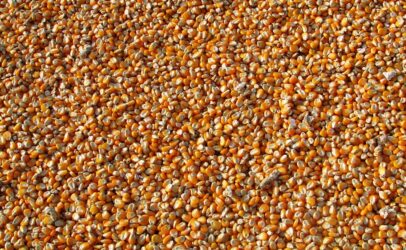 More public education is needed on food fortification benefits