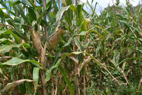 The true cost of maize production in Zambia