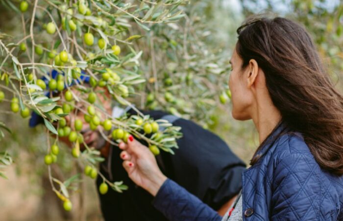 Greening youth employment in North Africa