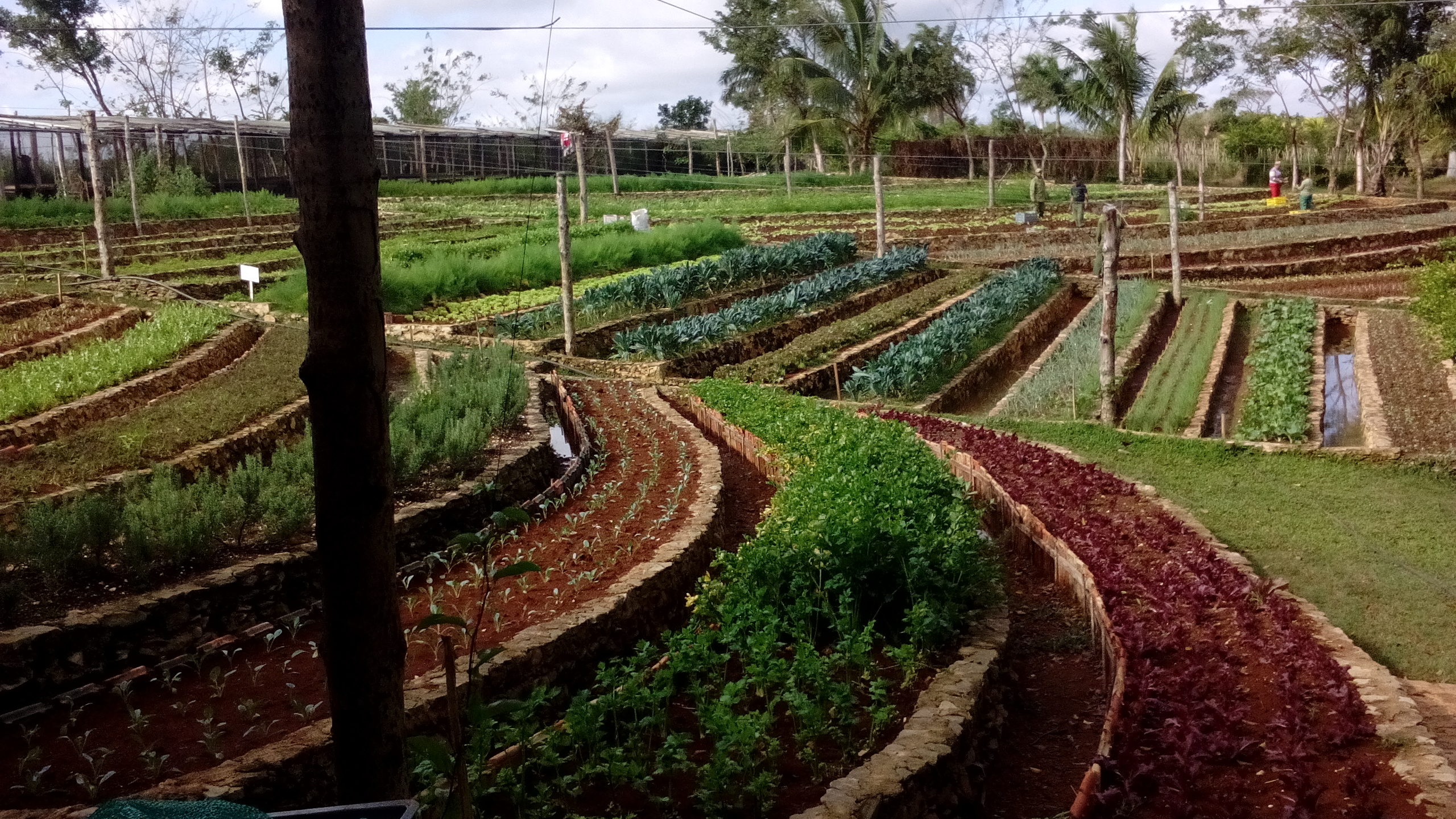 Proyecto de Apoyo a la Agricultura Sostenible: Una década promoviendo alimentación sana y sostenible en Cuba