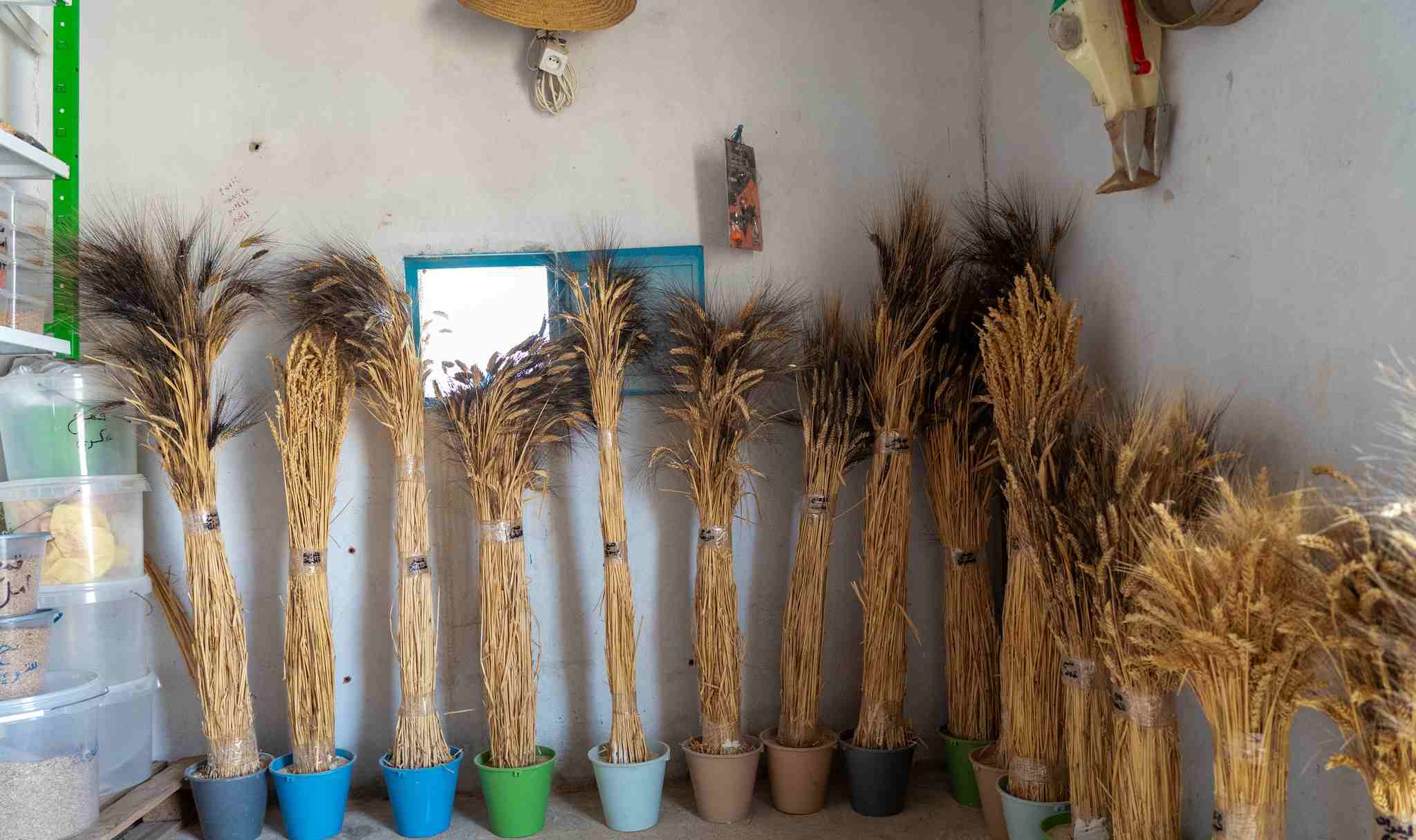 Farming in Tunisia