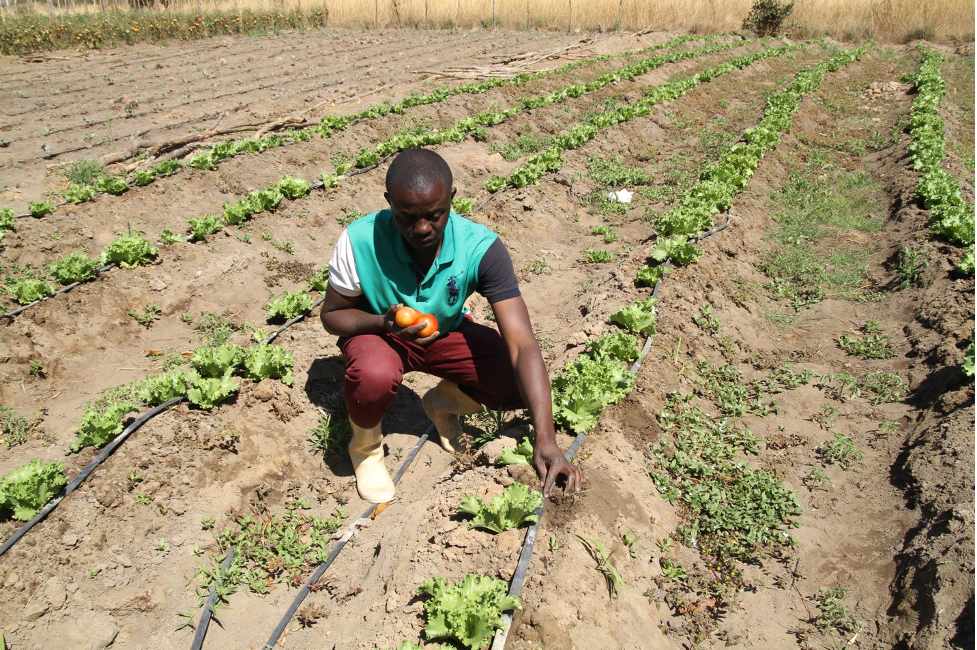 Improved farming methods to fight food insecurity in Zambia 